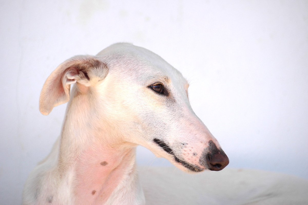 La Symbolique de la Dame à la Licorne : Le chien